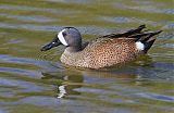 Blue-winged Tealborder=